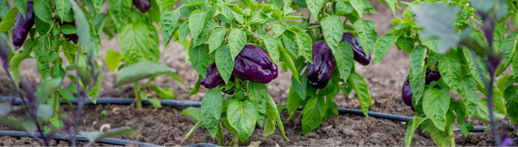 community garden plot