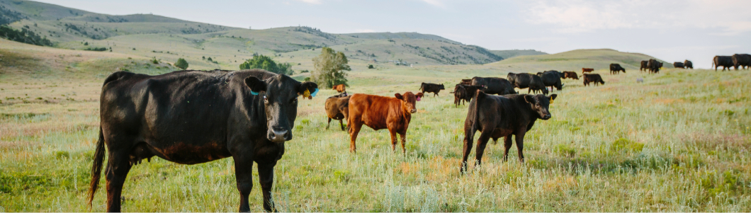 cattle in the field 