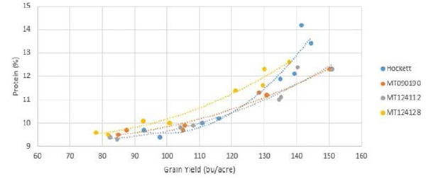 Data from a 6 location/year fertilizer management experiment with variable rates of nitrogen. The protein level of MT124112 increases more slowly with concurrent yield increases along the X axis. Note that the grain protein level for MT124112 grown at the highest yield potential was still acceptable, as were other malt quality parameters (not shown).