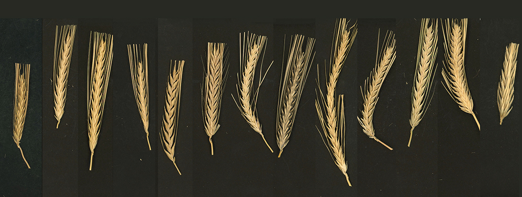 NAM barley parental lines