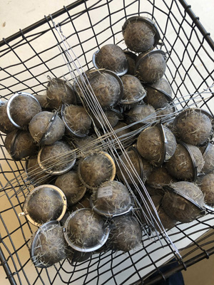 barley Malt balls