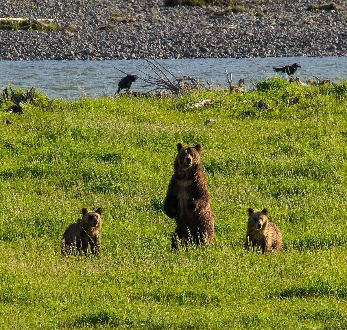 Bear with cubs