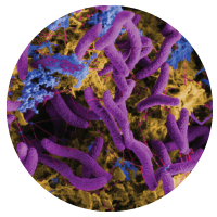 False color micrograph of sulfate reducing bacteria (purple) causing metal corrosion (orange-brown) which can impact energy infrastructure (M. Fields Lab, ICAL). False color micrograph of sulfate reducing bacteria (purple) causing metal corrosion (orange-brown) which can impact energy infrastructure (M. Fields Lab, ICAL).