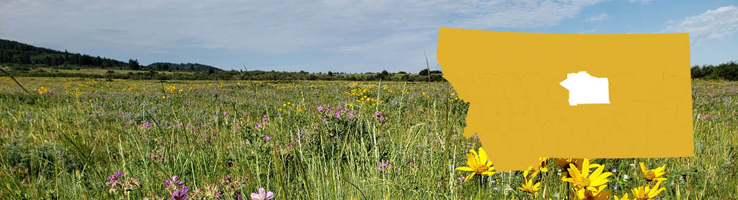 mountain scene with colorful wildflowers