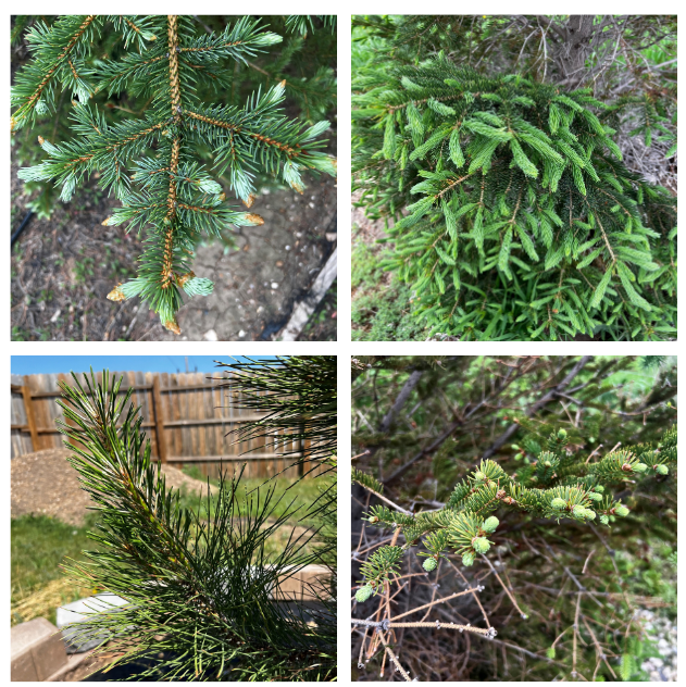 Monitoring evergreen needle growth for fungicide applications.