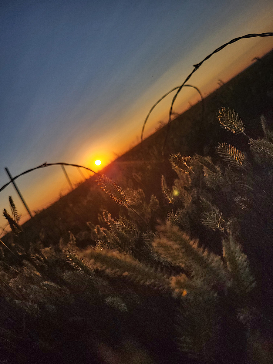 Wheat and barbed wire at sunset, South of Dodson, MT