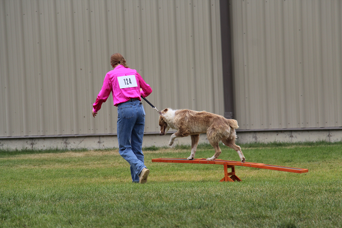 4-H Member Carly Buxbaum takes her dog through the agility course