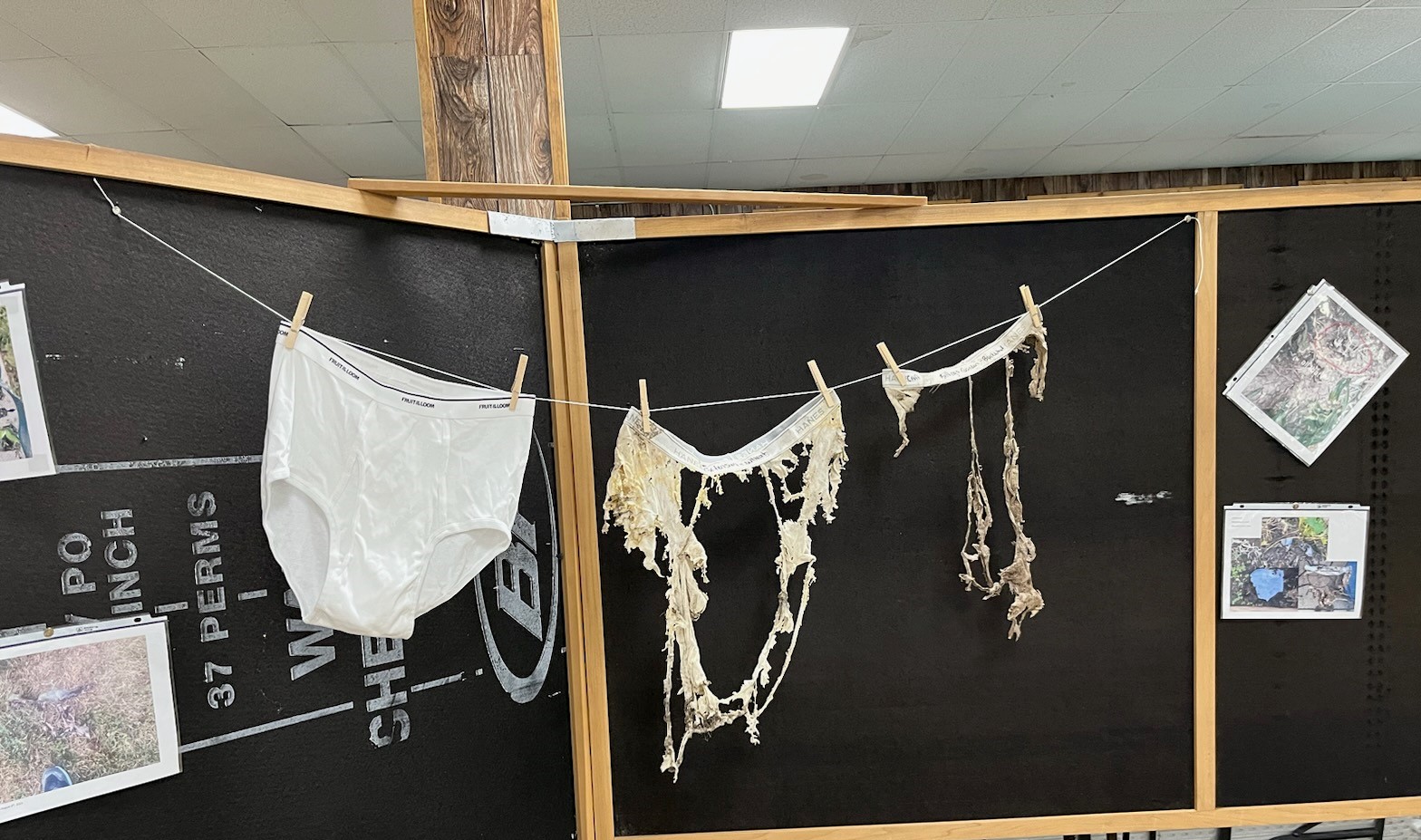 Cotton Undies hanging on a clothesline after being harvested during the Soil Your Undies Challenge.