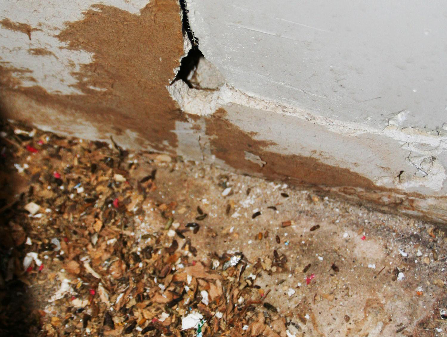 a hole in a house created by mice