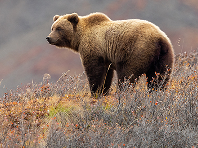 A grizzly bear stands in some brush on a hill.
