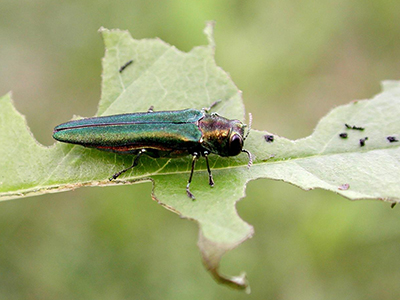Detecting Emerald Ash Borer Adult emerald ash borer beetle with an iridescent green body perched on a leaf.