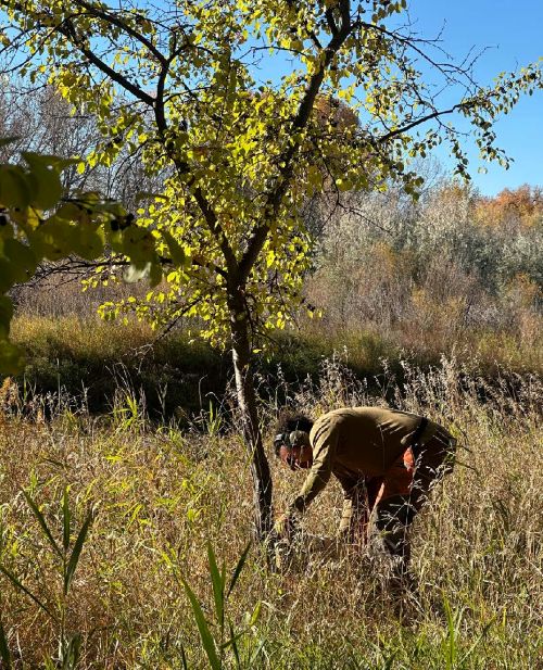 A man wearing safety gear cuts down a small tree with a chainsaw.