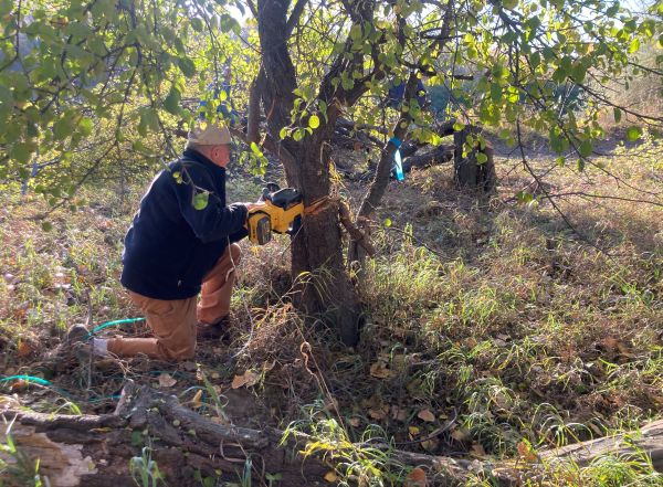 Common buckthorn feature image A man cuts down sections of a medium-sized tree with a chainsaw.
