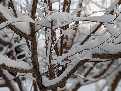Master Gardener dormancy article feature image A close-up of tree branches covered in snow
