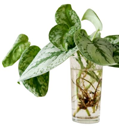 Several stems sit in a glass of water. Roots are growing from the submerged stems, while green leaves spill over the top of the glass.