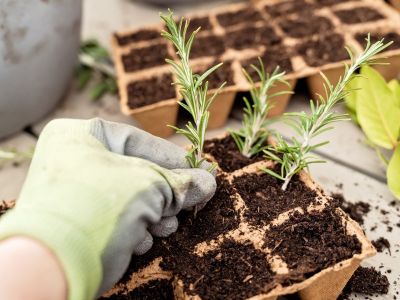 Propagation article feature image A gloved hand inserts the woody end of a rosemary branch into a seed tray.