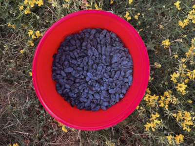 Summer berry picking.