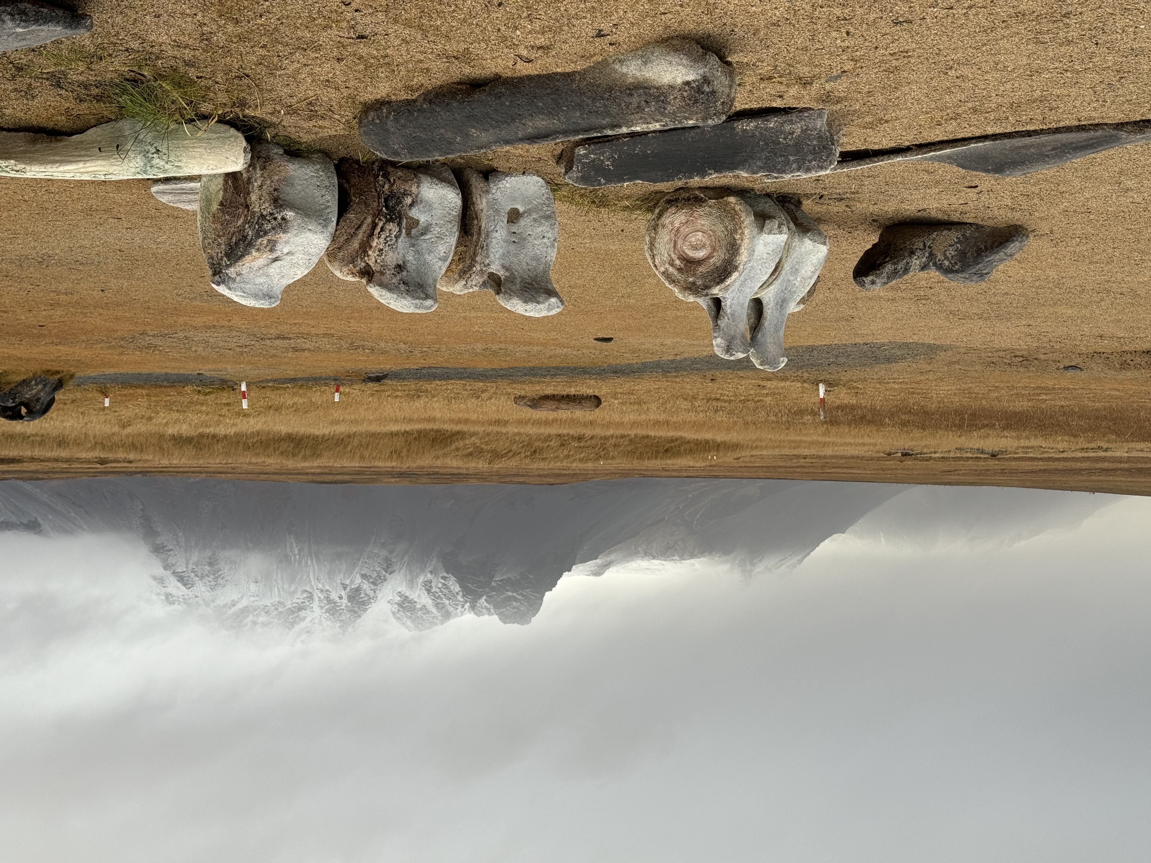 Gage Carlton - Iceland whale bones