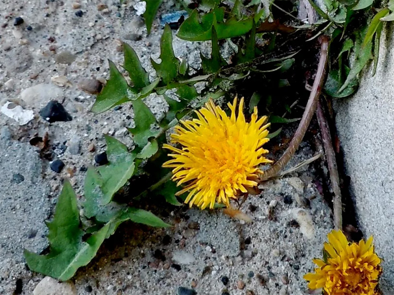 Close up image of a yellow dandelion